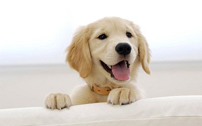 Golden Retriever Products